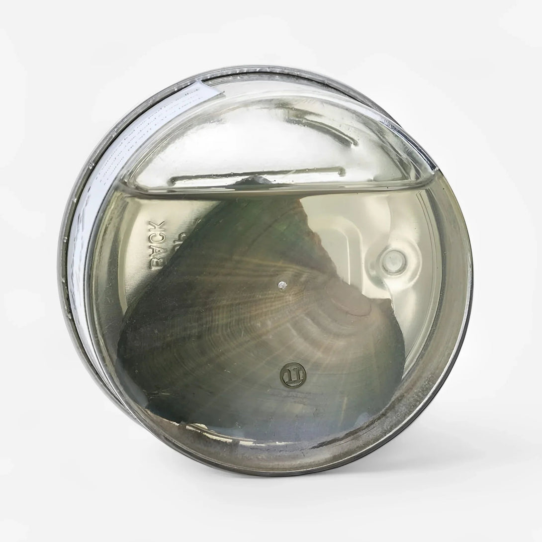 Wish Pearl Necklace Kit Gift Set BLYNTRA