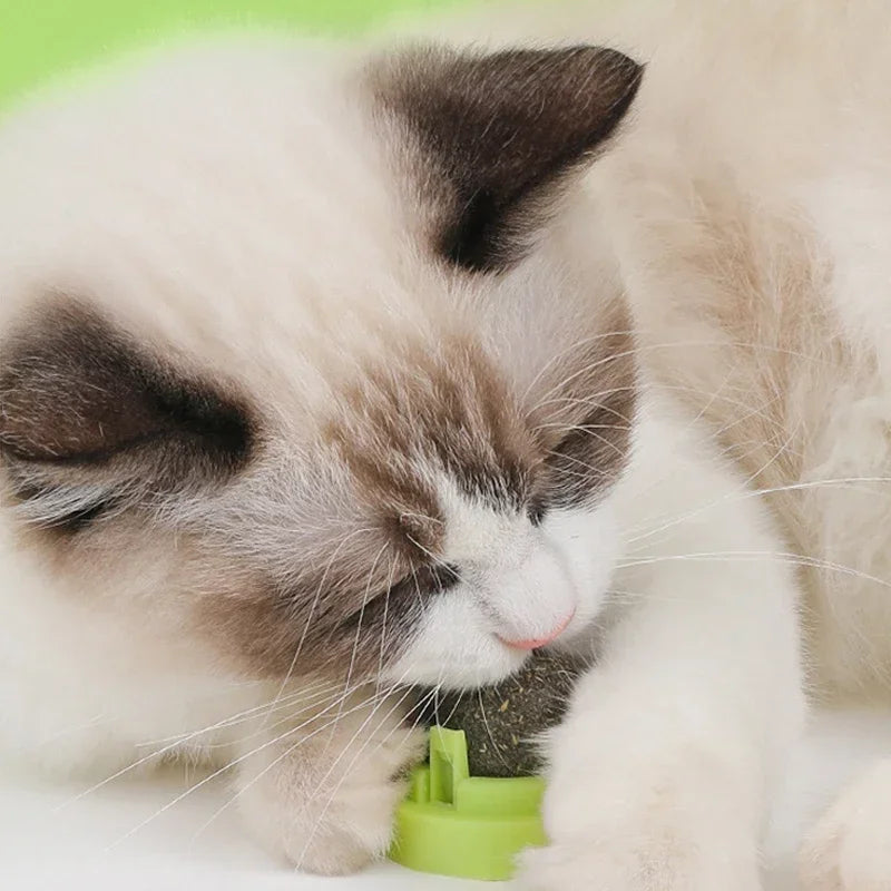 The Catnip Cat Wall Stick-on Ball Toy Scratchers Treats Healthy Natural Removes Balls To Promote Digestion Cat Grass Snack BLYNTRA
